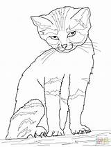 Cat Coloring Hard Pages Getdrawings sketch template