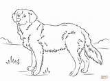 Golden Retriever Coloring Pages Dog Printable Dogs Cute Drawing Print Retrievers Puppies Puppy Lab Color Labrador Supercoloring Super Book Getcolorings sketch template
