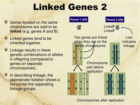 Ppt Linked Genes Sex Linkage And Pedigrees Powerpoint Presentation