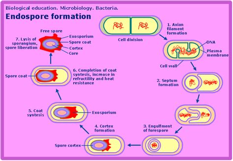 microbiological diagram sample bacterial endospore formation science and nature infographics