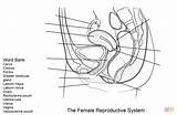 Reproductive Female System Coloring Worksheet Pages Anatomy Printable Human Supercoloring Sheets Pelvis Physiology 3d sketch template