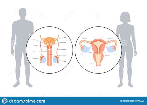 reproductive system concept stock vector illustration of ovary