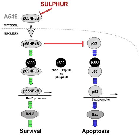 sulphur alters nfkb p cross talk  favour  p p  induce apoptosis   small cell