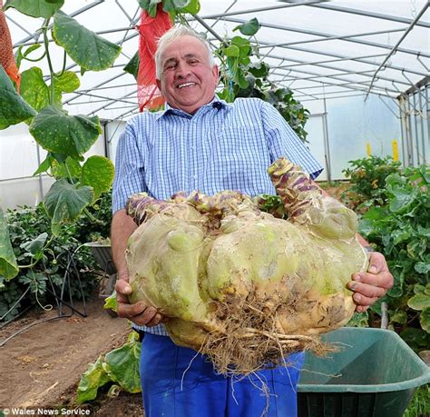 world s largest swede ian neale s 85lb record breaking vegetable pictured daily mail online