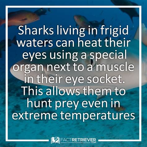 pin  shark facts