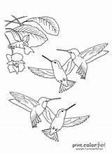 Coloring Hummingbirds Pages Printable Flower Bird Print Hummingbird Patterns Color Drawing Drawings Sheets Adult Printcolorfun Line Book Printables Birds Pattern sketch template