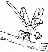 Libellule Libelle Kleurplaat Coloriages Dragonfly Insecten sketch template