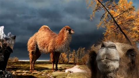 didn t see that one coming giant camels came from the great white north the mary sue