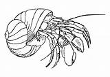 Crab Hermit Coloring Library Clipart Colouring sketch template