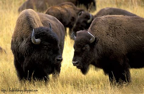 world  animals american bison