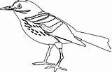 Bird Coloring Wecoloringpage Pages sketch template