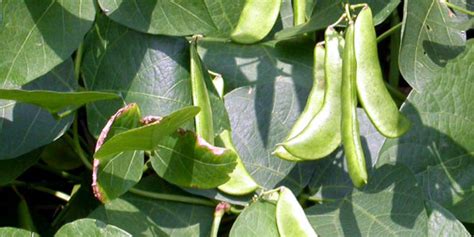 growing  care  lima beans   grow lima beans butter beans