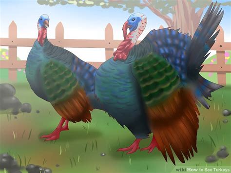 how to sex turkeys 14 steps with pictures wikihow