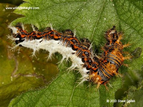 british butterfly caterpillar galleries wildlife insight