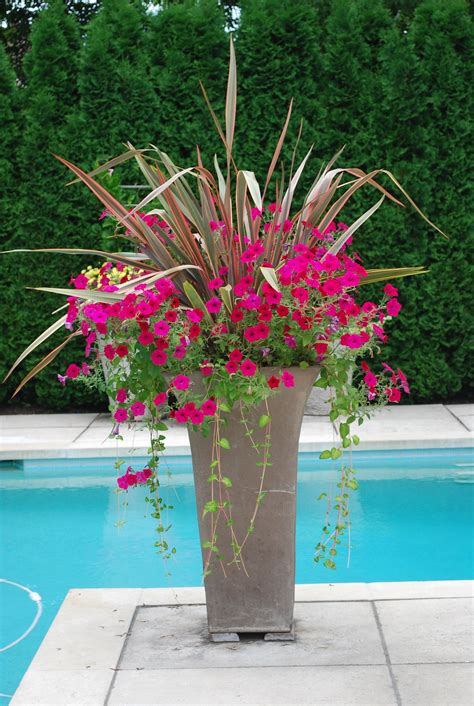 poolside plantings container plants container gardening container