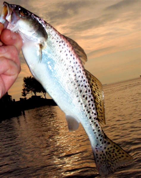 speckled trout chesapeake light tackle