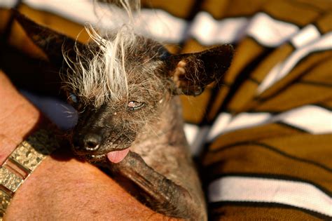 worlds ugliest dog  blind wears diapers    oozing sore