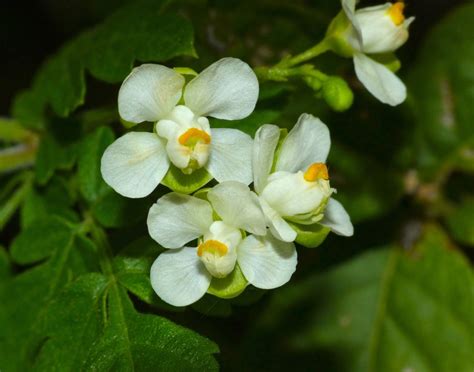 Love In A Puff Balloon Vine Cardiospermum Halicacabum 12 Seeds