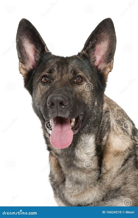 grey german shepherd dog stock photo image  breed