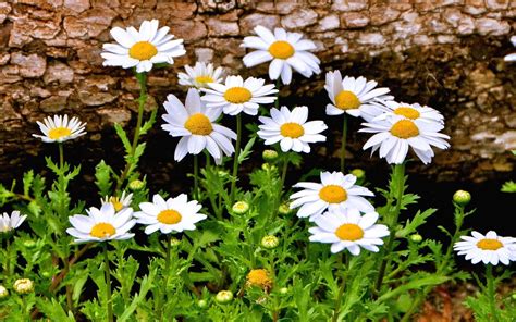 daisies daisy flowers flowers wallpaper   wallpaperup