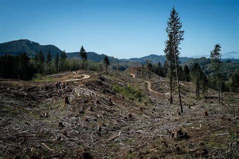 clear cutting moves     emissions source  oregon street roots