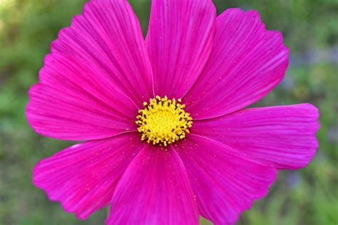 imagen gratis hermosa foto rosado planta petalo flor rosa
