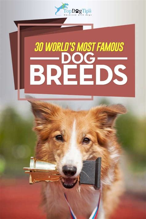 popular dog breeds     world