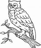 Owl Horned Coloring Great Clipart Library Clip Pages sketch template