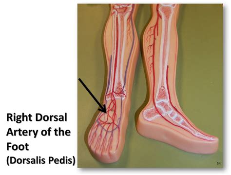 dorsal artery  anatomy   arteries visual  flickr