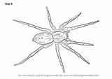 Spider Drawing Draw Wolf Easy Step Drawings Arachnids Widow Tutorials Drawingtutorials101 Paintingvalley Learn Getdrawings Animals sketch template