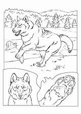 Loup Coloriages Forêt Loups Coloring Lobo Lupo Hugolescargot Partager Colorare sketch template