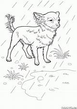 Kolorowanka Chihuahua Caine Colorat Colorare Kolorowanki Druku Disegni Desene Planse Caini Owczarek Niemiecki Animale Domestice Pieski Perros Colorkid Malvorlagen Tedesco sketch template