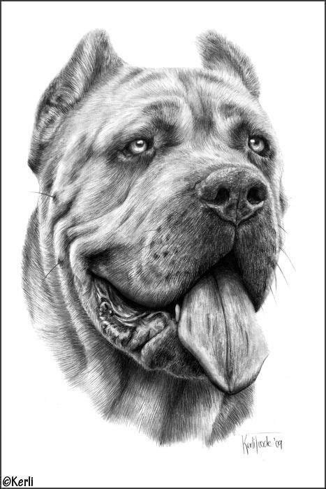 pin  luke watson  tatuagem dog sketch realistic animal drawings dog art