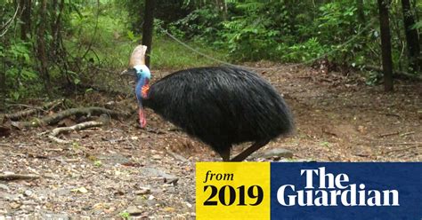 cassowary attack giant bird kills owner  florida   fell