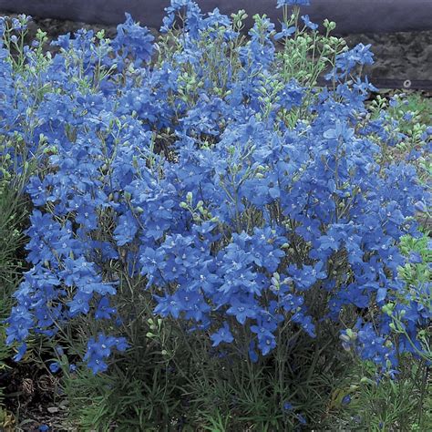 delphinium grandiflorum blue mirror white flower farm