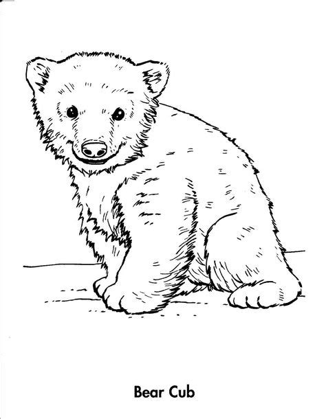sketch bear bear coloring pages bear sketch animal coloring books