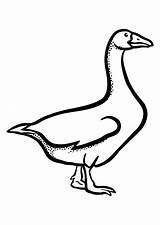 Coloring Goose Large sketch template