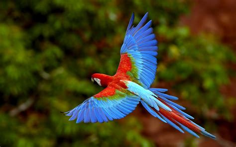 wildlife   world beautiful parrot wallpapers