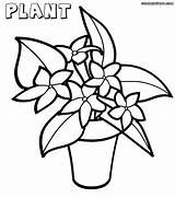Plant Coloring Pages House Plants Drawing Print Getdrawings sketch template