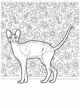 Colorat Desene Pisica Planse Animale Pisici sketch template