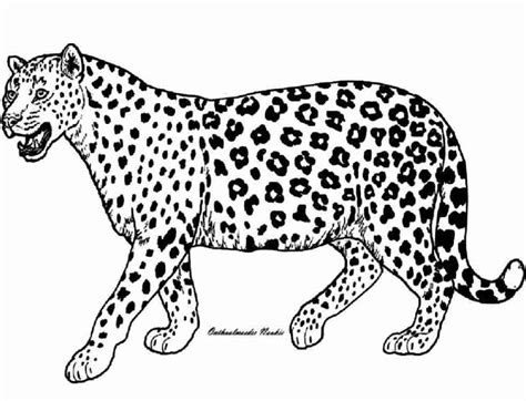 cheetah  animals  printable coloring pages