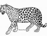 Cheetah Coloring Pages Leopard Kids Animals Print Realistic Jaguar Printable Colour Animal Clipart Adults Color Google Guepardo Dibujo Drawing Cartoon sketch template