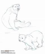 Polar Animal Bear Grizzly Sketch Daily Bears Drawing Cute Cub Getdrawings sketch template