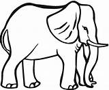 Elephant Animals Coloring Pages Color Big Kids Source sketch template