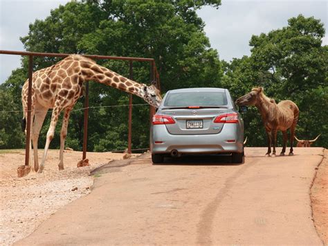 drive  animal safaris