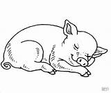 Pig Coloring Pages Sleeping Baby Coloringbay sketch template