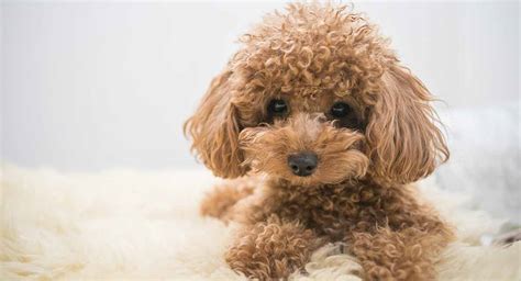 toy poodle    worlds cutest curliest dog breed