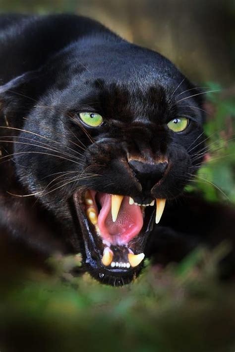 black jaguar animal ideas  pinterest black