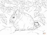 Chinchilla Coloring Tailed Short Pages Getdrawings Getcolorings Color sketch template