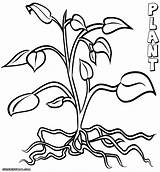 Plant Coloring Pages Plants Roots Tomato Clipart Drawing Flowers Flower Print Printable Trees Color Kids Sheets Tree Adult Getdrawings Getcolorings sketch template